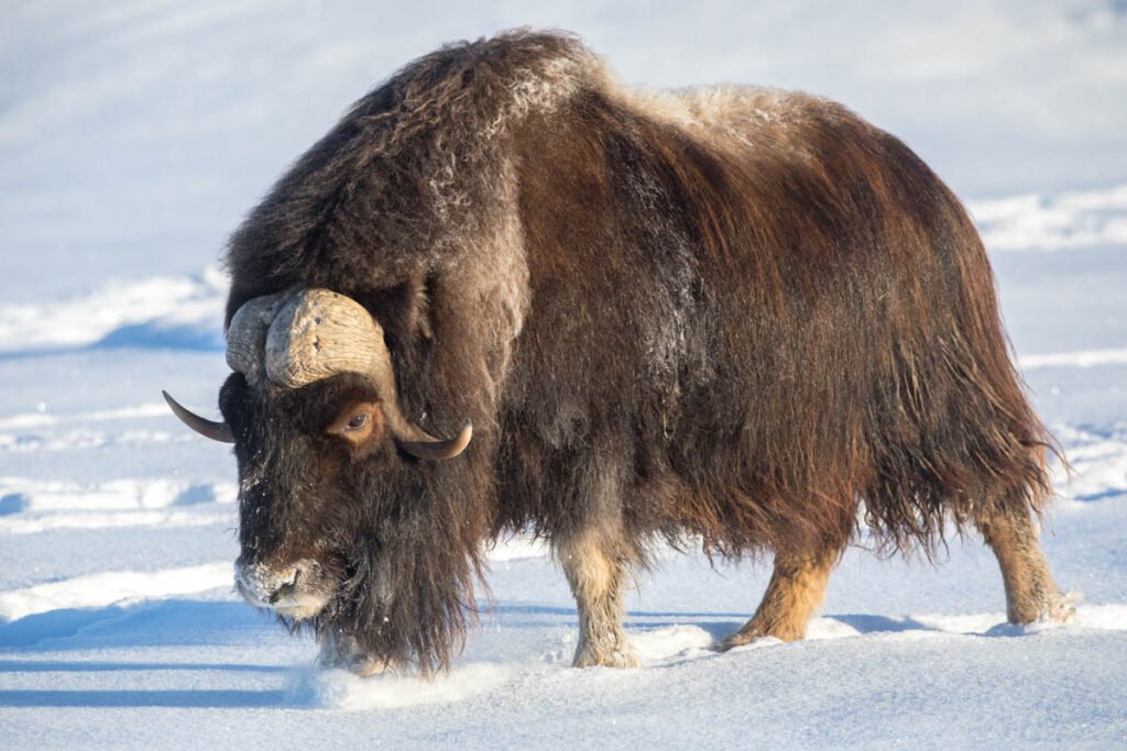 Bue Muschiato - Foto da alaskawildlife.org